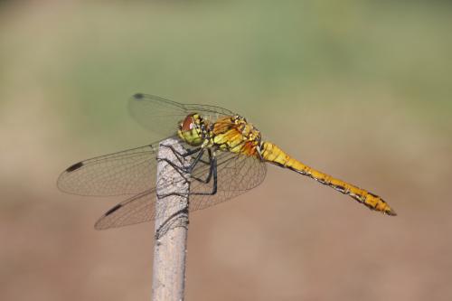 Réf. 261 750 : Sympetrum sanguineum